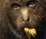 Howler Monkey